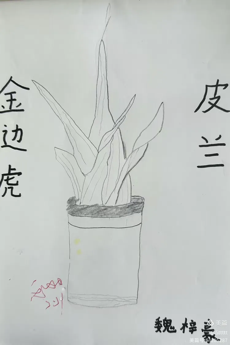 静物写生金边虎皮兰